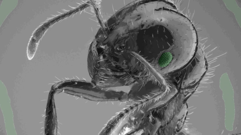 “Giant Ant” – Communication Arts Magazine