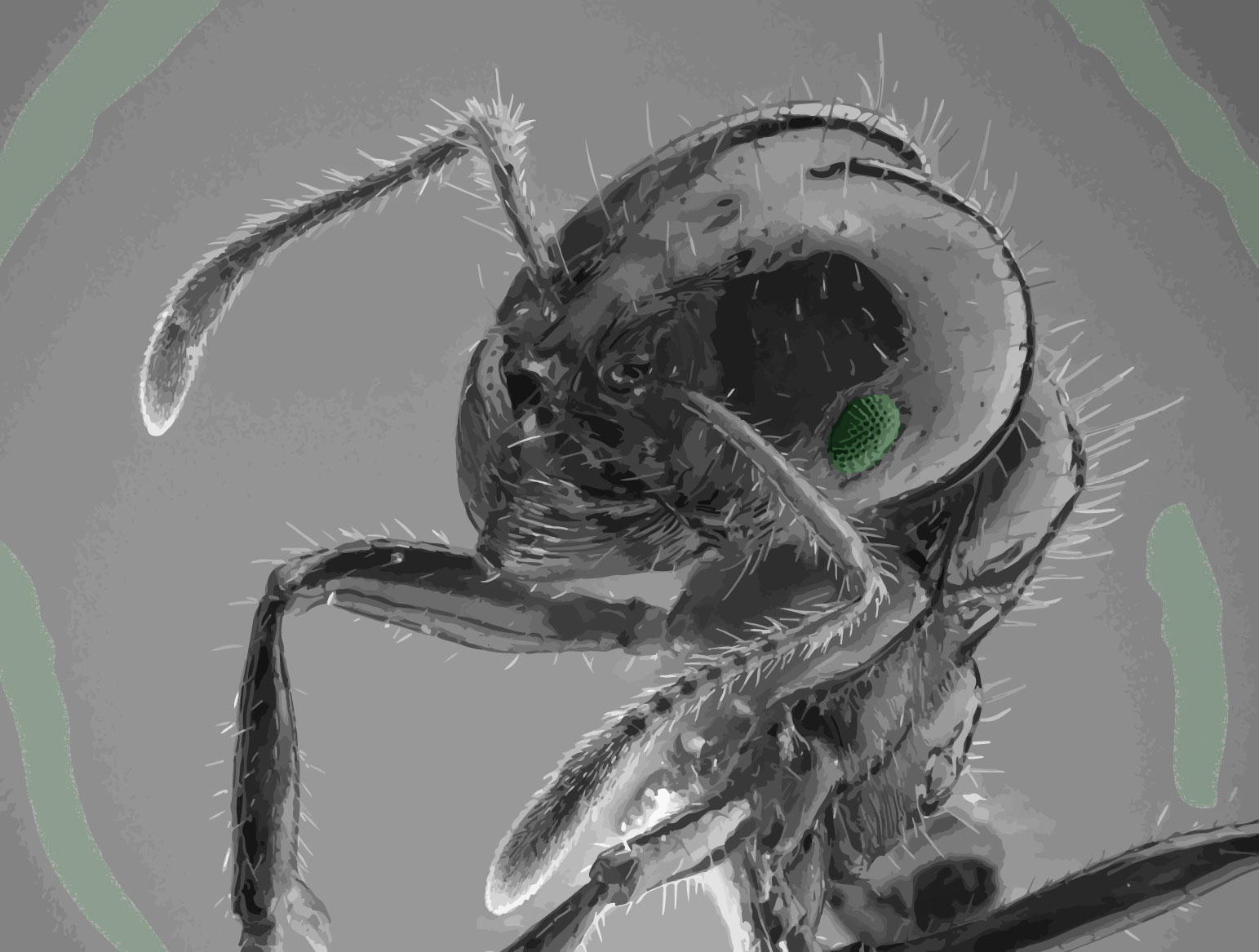 illustrated ant image