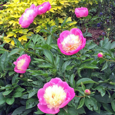 peonies