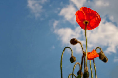 Poppy image lighter blue sky
